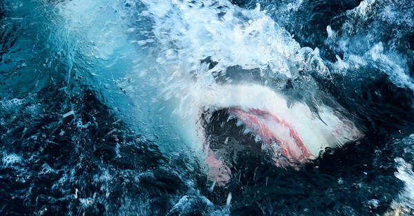 Virus-quieted oceans open window for Shark Week researchers