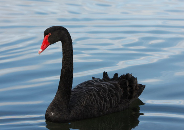Risk Psychology Invites Exposure to Black Swans
