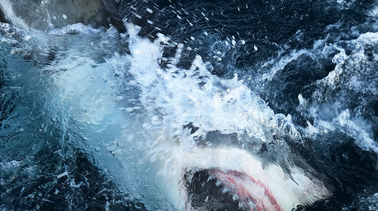 Virus-quieted oceans open window for Shark Week researchers