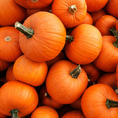 6 Tips to Make the Most of the Pumpkin Craze