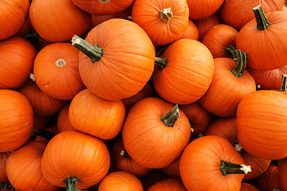 6 Tips to Make the Most of the Pumpkin Craze