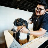 8 Pet Grooming Marketing Ideas