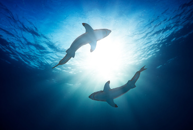 How to Watch Shark Week: 2023 TV Schedule