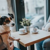 How to Go Pet-Friendly at Your Business