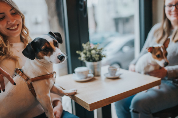 How to Go Pet-Friendly at Your Business