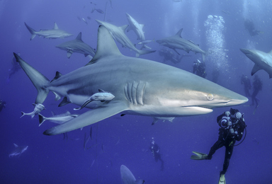 Impress Your Friends with these Shark Week Facts