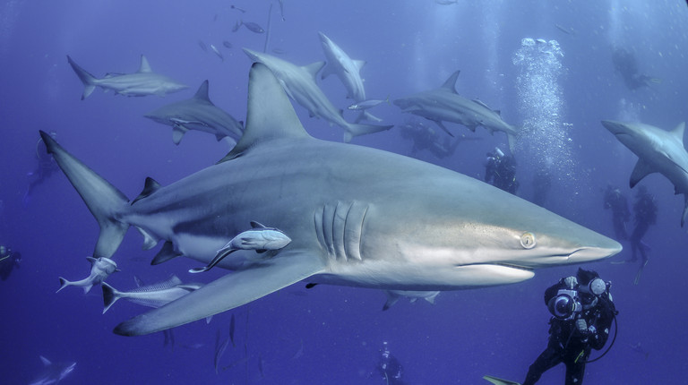 Impress Your Friends with these Shark Week Facts