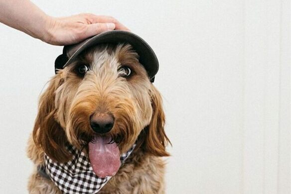 Now on Kickstarter: Dog Treat Dispenser