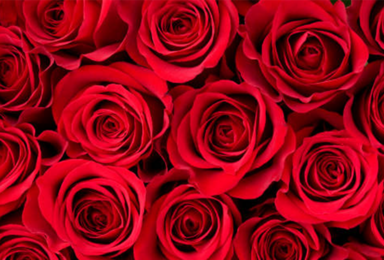 Your Guide to the Rose Bowl and Tournament of Roses Parade