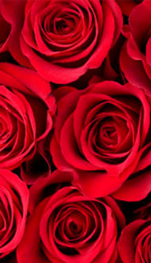 Your Guide to the Rose Bowl and Tournament of Roses Parade