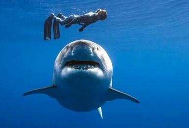 Shark Attack – What Are the Odds?