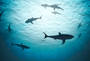 The 10 Weirdest, Coolest Sharks in the World