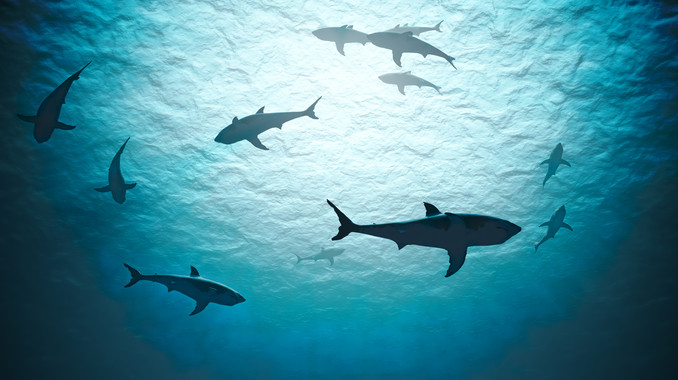 The 10 Weirdest, Coolest Sharks in the World