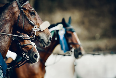 How Showing the Triple Crown Gives Your Competition a Run for Their Money